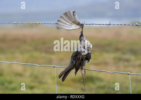 Vogel stirbt ein Stacheldraht, Zaun, Stacheldrahtzaun, Tod durch Draht in der Landschaft, Vogel stirbt von Stacheldraht, Zaun, Stacheldraht zaun, Tod durch Stockfoto