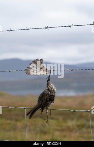 Vogel stirbt ein Stacheldraht, Zaun, Stacheldrahtzaun, Tod durch Draht in der Landschaft, Vogel stirbt von Stacheldraht, Zaun, Stacheldraht zaun, Tod durch Stockfoto