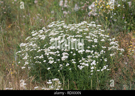 Schafgarbe, Schafgarbe, Gewöhnliche Wiesen-Schafgarbe, Schafgabe, Achillea millefolium, Schafgarbe, Common Yarrow, Achillée millefeuille, la Millefeuille Stockfoto