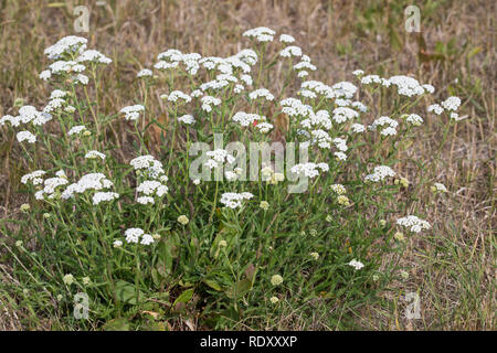 Schafgarbe, Schafgarbe, Gewöhnliche Wiesen-Schafgarbe, Schafgabe, Achillea millefolium, Schafgarbe, Common Yarrow, Achillée millefeuille, la Millefeuille Stockfoto