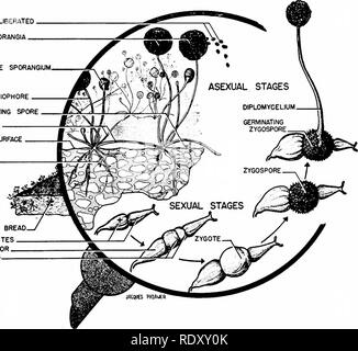 . Grundsätze der modernen Biologie. Biologie. Der haplomycelium (Abb. 12-10). In der Spo-rangia des haplomycelium, die Sporen gebildet werden, die nicht durch die meiose wie in den meisten anderen Pflanzen, sondern durch Mitose - und diese Asexuelle Art der Vervielfältigung kann weiterhin für viele Gen-Erwägungen unterrichtet. Allerdings, bei seltenen Gelegenheiten, Rhizo-pus reproduziert auch sexuell. In diesem Fall, Gameten werden auf zwei benachbarten Myzelien gebildet, und diese Sicherung einer diploiden zygospore (Abb. zu bilden. 12-10). Dieser Zygote ist sehr widerstandsfähig gegen ungünstige Bedingungen. Aber wenn ein günstiges Umfeld gefunden wird, wird die zygospore entsteht durch Mitose zu einem neuen Mycel Stockfoto