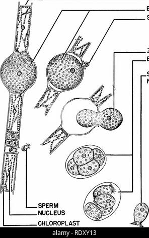 . Grundsätze der modernen Biologie. Biologie. Die Vervielfältigung in vielzelligen Pflanzen - 209 Die Filiceneae (Kapitel 13). Die fili - ceneae oder Farne, sind alle ziemlich gut angepasste Bedingungen zu landen. Alle haben echte root-stem-Systeme, ausgestattet mit gut entwickelten Vas- (Verteilung) Gewebe (siehe weiter unten). Mehr über die filicenes ein regelmäßiger Wechsel der Generationen haben, aber der Sporophyt ist domi-nant relativ zur gametophyte. Sowohl die gametophyte und sporophyt Störspannungsschutz-schaltungen wachsen - dank der in der holophytic Art und Weise. Die Gymnospermen und Angiospermen (Samen tragenden Pflanzen, Kapitel 31). Das Saatgut - Bär Stockfoto