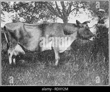 . Arten und Rassen der Tiere. Viehbestand. 3 SO VIEH Meister Flying Fox 61441,^ 7500 1902; Herausragende 69631, ^, 10.000 in 1905; Stockwell 75264,^ 11.500 1907; Viola Golden Jolly 79314,;^11.000 1909; Sultana der Oxford Kop 76506, ^, 11.100 im Jahre 1910; Edle von Oaklands 95700, ^, 15.000 im Jahre 1911, und seine Mutter. Lady Viola 238439, gebracht^ 7000. Am 2. Mai 1918, Herr Edmond Kellermeister von Mt. Kisco, New York, gehalten, einen Verkauf, wo 60 Trikots Insgesamt ^ 60,105 gebracht, Durchschnittlich^ 1001.91. Bei dieser Gelegenheit die Kuh Briar Blume, S. 18952 H. C. verkauft für^ 10.000 zu William Ross Proctor von New York, der Stockfoto