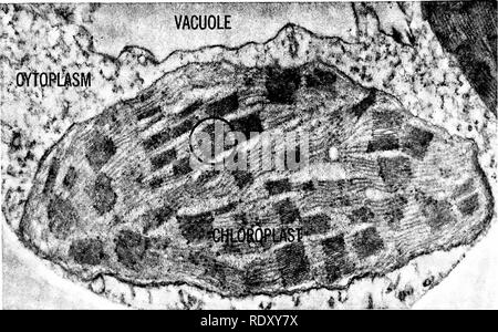 . Grundsätze der modernen Biologie. Biologie. 160 - Die Zelle. Abb. 9-2. Chloroplast einer Maispflanze: electronmicrograph mit einer Gesamtvergrößerung von etwa 24.000. Chlor-phyll ist beschränkt auf den Grana (ein GRANUM eingekreist). Die Form einer granum, in drei Dimensionen, deutet auf einen Stapel von Münzen. Die mehrere Grana sind in den Chloroplasten von Fasern von Material, die so genannte Stroma ausgesetzt. (Mit freundlicher Genehmigung von A.E. Vatter, Universität von Colorado, Medical Center.) Der granum (Abb. 9-3). Präzise Messungen der Dicke der einzelnen Lamellen und der Dichte der Bauteile weisen darauf hin, dass die Laien Stockfoto