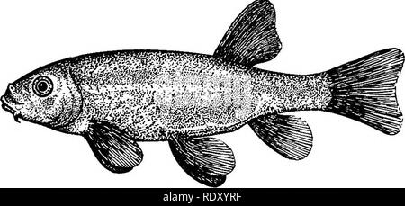 . Goldfisch Rassen und andere Aquarienfische, ihre Pflege und Vermehrung; ein Leitfaden für Süß- und Meerwasseraquarien, ihre Fauna, Flora und Management. Aquarien; Goldfische. Einige Süßwasser-Aquarium Fische dieser Einsatz in den Vereinigten Staaten. Tenacious des Lebens und leicht in seichten Teichen von ungefähr 3 Fuß Tiefe aufgezogen, der entweder im Frühling oder fließendes Wasser und mit reichlich pflanzlichen Lebens, seine Verbreitung sollten ermutigt werden, weil es ein sehr Zierfische. Es ist der schöne Form mit reichen sal-mon-gelbe Farbe auf die Rückseite und silbrig weißen Seiten, und ein sehr conspic - uous Einwohner für den Teich oder Stockfoto