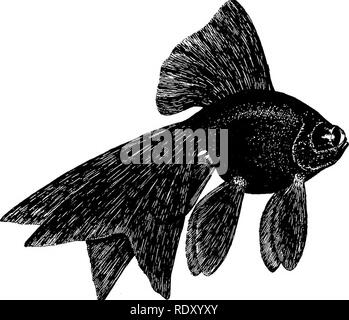 . Goldfisch Rassen und andere Aquarienfische, ihre Pflege und Vermehrung; ein Leitfaden für Süß- und Meerwasseraquarien, ihre Fauna, Flora und Management. Aquarien; Goldfische. Goldfisch RASSEN DER CHINESISCHEN MOOR TELESKOP GOLDFISCH Carassius Auratus, div. Chinensis maurus Abb. 24 Diese herrliche Vielfalt, wie das Moor oder Schwarz Teleskop bekannt, ist eine sehr seltene und verdientermaßen begehrten Fische. Seine allgemeinen Körperbau ist die des Chinesischen Teleskop, aber die Flossen und Schwanz sind in der Regel länger. Abb. 24 - Chinesische Moor Teleskop Goldfisch Carassius Auratus^ var. chinensis maurus zwei Drittel leben Größe der distin Stockfoto