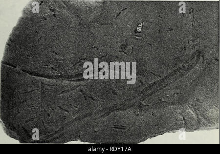 . Die Ökologie der benthischen und endolithic Gemeinschaften von einem felsigen Riff in der Kelp Betten aus Del Monte Beach, Monterey, Kalifornien. Ozeanographie. Abbildung 19. Rock Stichprobe von Weichen Mudstone zeigt die gekoppelten "U"-förmigen Annelid Burrows diese Bohrungen waren wirklich kleine "U"-förmigen Rohre, die mehrere Zentimeter in den Fels eingedrungen. Diese Röhren wurden nicht im Gegensatz zu denen besetzt durch Phyllochaetopterus prolifica, außer dass Sie sind viel kleiner und empfindlicher. Mehrere kleine lumbrinerids und syllids wurden in einigen der leeren Löcher gefunden, während in Th keine lebenden Organismen gefunden wurden Stockfoto