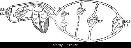 . Grundsätze der Veterinärmedizin; ein Text-Buch für den Einsatz in landwirtschaftlichen Schulen. Veterinärmedizin. Das KREISLAUFSYSTEM 129 Kavitäten des Herzens sind mit einem glitzernden Membran gefüttert, das Endokard, die kontinuierliche wird mit dem Futter der Arterien und Venen. Arterien sind die Rohre, die das Blut vom Herzen in die Gewebe. Ihre Wände sind Dick, kräftig, viel Gelb elastische Gewebe, das macht Sie erweiterbare enthalten. Wenn sie leer sind Sie nicht zusammenbrechen. Die meisten Arterien geschützten Situationen beschäftigen und die gerade in ihren Kurs. Wenn ein Schiff hat sich der unterzubringen Stockfoto