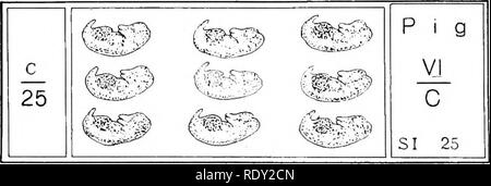 . Das Mikroskop: eine Einführung in die mikroskopische Methoden und Histologie. Mikroskope. 3 i 8 serielle Schnitte [CH.X oder mit solch ein Organ wie der Leber, der Haut usw., die Abschnitte mit der Oberfläche parallel sein kann, (Oberfläche) oder im rechten Winkel zur Oberfläche (Vertikal). Reihenfolge DER ABSCHNITTE IN EINER REIHE § 473. Reihenfolge der Serielle Abschnitte. - Einige Plan muss in der Vermittlung die Serie oder nur zu Verwirrung führen wird übernommen. Eine gute Planung ist die kurze Stücke der Bänder für eine bestimmte Folie als die Wörter auf einer Seite zu vereinbaren sind. Das heißt, Abschnitt Nr. 1 befindet sich auf der oberen linken ha Stockfoto