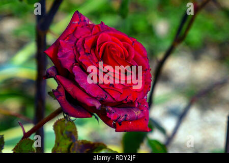 Single red rose Vergangenheit seiner besten, schmuddelig und alt Stockfoto