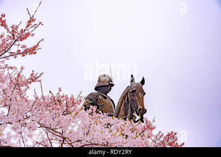 Eine Statue von Masamune Date auf dem Pferderücken in Sendai Schloss in voller Blüte Kirschblüte, Aobayama Park, Sendai, Miyagi, Japan Stockfoto