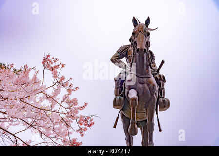 Eine Statue von Masamune Date auf dem Pferderücken in Sendai Schloss in voller Blüte Kirschblüte, Aobayama Park, Sendai, Miyagi, Japan Stockfoto