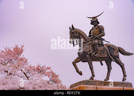 Eine Statue von Masamune Date auf dem Pferderücken in Sendai Schloss in voller Blüte Kirschblüte, Aobayama Park, Sendai, Miyagi, Japan Stockfoto