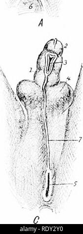 . Ein Labor Hand- und Lehrbuch der Embryologie. Embryologie. . Bitte beachten Sie, dass diese Bilder sind von der gescannten Seite Bilder, die digital für die Lesbarkeit verbessert haben mögen - Färbung und Aussehen dieser Abbildungen können nicht perfekt dem Original ähneln. extrahiert. Prentiss, Karl Wilhelm, 1874-1915. Philadelphia, London, W. B. Saunders Stockfoto