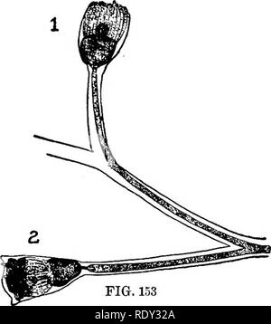 . Studien in Allgemeine Physiologie. Physiologie; Phototropismus; Geotropism; Reproduktion; Reizbarkeit, Regeneration (Biologie). Abb. K4 durch Microsoft® digitalisiert. Bitte beachten Sie, dass diese Bilder sind von der gescannten Seite Bilder, die digital für die Lesbarkeit verbessert haben mögen - Färbung und Aussehen dieser Abbildungen können nicht perfekt dem Original ähneln. extrahiert. Loeb, Jacques, 1859-1924. Chicago, der Universität von Chicago drücken Sie Stockfoto