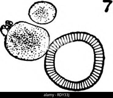 . Studien in Allgemeine Physiologie. Physiologie; Phototropismus; Geotropism; Reproduktion; Reizbarkeit, Regeneration (Biologie). . Bitte beachten Sie, dass diese Bilder sind von der gescannten Seite Bilder, die digital für die Lesbarkeit verbessert haben mögen - Färbung und Aussehen dieser Abbildungen können nicht perfekt dem Original ähneln. extrahiert. Loeb, Jacques, 1859-1924. Chicago, der Universität von Chicago drücken Sie Stockfoto