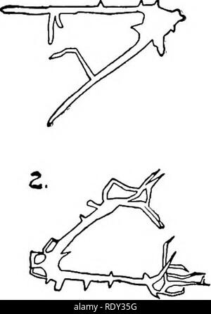 . Studien in Allgemeine Physiologie. Physiologie; Phototropismus; Geotropism; Reproduktion; Reizbarkeit, Regeneration (Biologie). 588 Studien in Allgemeine Physiologie Es als wenn der körperliche Zustand der Kolloide war der wesentliche Punkt zu sein scheint, und dass dieses konnte er beeinflusst durch verschiedene ion Kombinationen in der gleichen Weise. Lösungen, die die Bildung eines Skeletts. - Die nächste Frage war, was Ionen zu den oben genannten Lösungen, um plutei zu mit einem Skelett bekommen sollten hinzugefügt werden können.. Bitte beachten Sie, dass diese Bilder extrahiert werden aus der gescannten Seite Bilder, die digital für erhöht worden sein Stockfoto