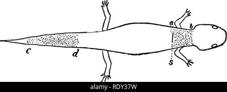 . Studien in Allgemeine Physiologie. Physiologie; Phototropismus; Geotropism; Reproduktion; Reizbarkeit, Regeneration (Biologie). Abb. 128 so vollkommen geheilt, dass es unmöglich ist, die Position der Schnitt zu erkennen. Diese Experimente machen es sehr wahrscheinlich, dass die Polar Sekretion der Drüsen der Haut, wenn ein Strom ist längs durch das Tier bestanden, durch eine Stimulation des zentralen Nervensystems bestimmt wird.. Abb. 129 Es scheint auch, als wenn das gesamte zentrale Nervensystem wie ein homogenes Ganzes verhält, und als ob der Stimu- lation mit einem konstanten Strom tritt bei Stockfoto