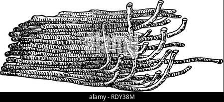 . Studien in Allgemeine Physiologie. Physiologie; Phototropismus; Geotropism; Reproduktion; Reizbarkeit, Regeneration (Biologie). Untersuchungen an FuETHEE Helioteopism 101 auf ihre Struktur als Radial- Organe. Eine solche Serpulida, wenn heliotropically reizbar, müssen die Längsachse der zylindrischen Rohr, das in die Richtung der Lichtstrahlen. Wenn die kalkhaltigen Rohr in einer anderen Position mit Bezug auf die Quelle des Lichts gebracht ist, muss das Tier mit einer von zwei Möglichkeiten, um seine ordnungsgemäße Orien- tierung wieder treffen: Entweder muss er seine kalkhaltigen Rohr verlängern und biegen Sie die n Stockfoto