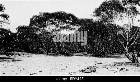. Anlage Gewohnheiten und Lebensräume in den trockenen Teile von South Australia. Ökologie der Pflanzen; Botanik; Wüste Pflanzen. B' -^-'* 4.-ir^y^'TA. A. verstreute Gruppen von Melaleuca parviflora, in die mallee Scrub in der Nähe von Blanchtown. B. in der Flussaue des Murray River, die offenen Wald von Eukalyptus rostraia partlj" versenkt, Blanchtown. C. in Mallee, E^ icalyptus sp., scheuern auf Murray Wohnungen in der Nähe von Blanchtown.. Bitte beachten Sie, dass diese Bilder aus gescannten Seite Bilder, die digital für die Lesbarkeit verbessert haben mögen - Färbung und Aussehen dieser Abbildungen können nicht Perfekt th ähneln extrahiert werden Stockfoto