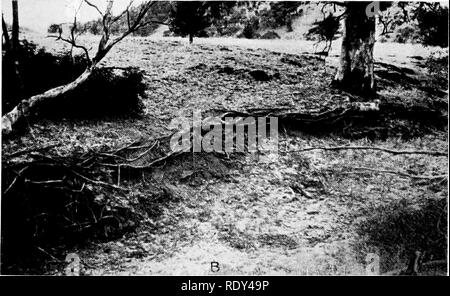 . Anlage Gewohnheiten und Lebensräume in den trockenen Teile von South Australia. Ökologie der Pflanzen; Botanik; Wüste Pflanzen. A. in der Exposition der Wurzeln der Mallee, Eucalyptus sp., durch eine schmale Waschen, zeigt die Fülle der oberflächlichen Wurzeln. Entlang den Berg Arden Road, Loughborough. B. Root Exposition von Eukalyptus leucoxylon var. pauperita durch Erosion der Bank von Stream über Warren Schlucht. Die Wurzeln wurden bei einer Entfernung von mehr als 16 Metern weggespült. Quorn.. Bitte beachten Sie, dass diese Bilder aus gescannten Seite Bilder, die digital für die Lesbarkeit verbessert haben mögen - Färbung und Aussehen dieser illust extrahiert werden Stockfoto