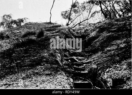 . Anlage Gewohnheiten und Lebensräume in den trockenen Teile von South Australia. Ökologie der Pflanzen; Botanik; Wüste Pflanzen. CANNON Platte 31. Bitte beachten Sie, dass diese Bilder sind von der gescannten Seite Bilder, die digital für die Lesbarkeit verbessert haben mögen - Färbung und Aussehen dieser Abbildungen können nicht perfekt dem Original ähneln. extrahiert. Cannon, William Austin, 1870. Washington, der Carnegie Institution in Washington Stockfoto