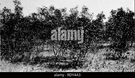 . Anlage Gewohnheiten und Lebensräume in den trockenen Teile von South Australia. Ökologie der Pflanzen; Botanik; Wüste Pflanzen. CANNON Platte 30. Bitte beachten Sie, dass diese Bilder sind von der gescannten Seite Bilder, die digital für die Lesbarkeit verbessert haben mögen - Färbung und Aussehen dieser Abbildungen können nicht perfekt dem Original ähneln. extrahiert. Cannon, William Austin, 1870. Washington, der Carnegie Institution in Washington Stockfoto