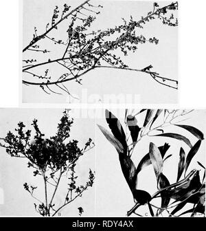. Anlage Gewohnheiten und Lebensräume in den trockenen Teile von South Australia. Ökologie der Pflanzen; Botanik; Wüste Pflanzen. CANNON Platte 27. A. in Filialen von Acacia sublanata, zeigen kleine und Starre phyllodia. Quorn. B. Eutaxia empetrifolia, zeigt die kleine Blumen und lineare kurz verlässt. Quorn. C. Zweige der Acadia pycnantha, der "golden Wattle, "zeigen den Charakter der großen phyllodia. Quorn.. Bitte beachten Sie, dass diese Bilder extrahiert werden aus der gescannten Seite Bilder, die digital haben für die Lesbarkeit verbessert - Färbung und Aussehen dieser Abbildungen können nicht perfekt aussehen Stockfoto