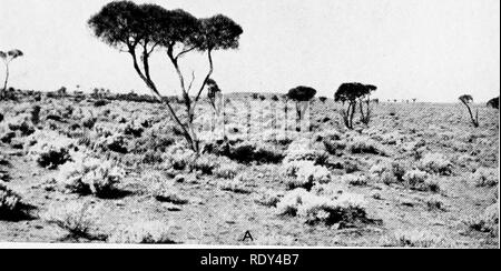 . Anlage Gewohnheiten und Lebensräume in den trockenen Teile von South Australia. Ökologie der Pflanzen; Botanik; Wüste Pflanzen. CANNON Platte 25. Bitte beachten Sie, dass diese Bilder sind von der gescannten Seite Bilder, die digital für die Lesbarkeit verbessert haben mögen - Färbung und Aussehen dieser Abbildungen können nicht perfekt dem Original ähneln. extrahiert. Cannon, William Austin, 1870. Washington, der Carnegie Institution in Washington Stockfoto