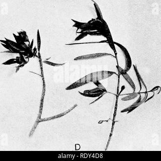 . Anlage Gewohnheiten und Lebensräume in den trockenen Teile von South Australia. Ökologie der Pflanzen; Botanik; Wüste Pflanzen. A. in der Grünen schießen - Tipps mit Früchte von Fusanus spicatus, der "quandang", und F. acuminatus, die native" Pfirsich, "Mount Täuschung, Copley. B. Myoporum platycarpum, von niedrigen Hügeln auf Mount Serie Road, Copley. C. Shoot-Spitze mit Blätter und Früchte von Loranthus exocarpi und grünen Zweig der Host. Acacia sentis, Copley. D. Loranthus exocarpi, am Recht, und Eremophila brownii, Host, Copley.. Bitte beachten Sie, dass diese Bilder extrahiert werden aus der gescannten Seite Bilder, gewesen sein kann Stockfoto