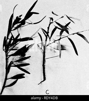 . Anlage Gewohnheiten und Lebensräume in den trockenen Teile von South Australia. Ökologie der Pflanzen; Botanik; Wüste Pflanzen. . Bitte beachten Sie, dass diese Bilder sind von der gescannten Seite Bilder, die digital für die Lesbarkeit verbessert haben mögen - Färbung und Aussehen dieser Abbildungen können nicht perfekt dem Original ähneln. extrahiert. Cannon, William Austin, 1870. Washington, der Carnegie Institution in Washington Stockfoto