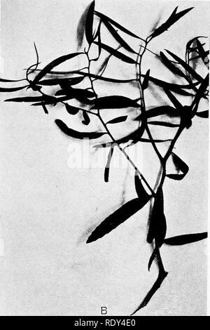 . Anlage Gewohnheiten und Lebensräume in den trockenen Teile von South Australia. Ökologie der Pflanzen; Botanik; Wüste Pflanzen. . Bitte beachten Sie, dass diese Bilder sind von der gescannten Seite Bilder, die digital für die Lesbarkeit verbessert haben mögen - Färbung und Aussehen dieser Abbildungen können nicht perfekt dem Original ähneln. extrahiert. Cannon, William Austin, 1870. Washington, der Carnegie Institution in Washington Stockfoto