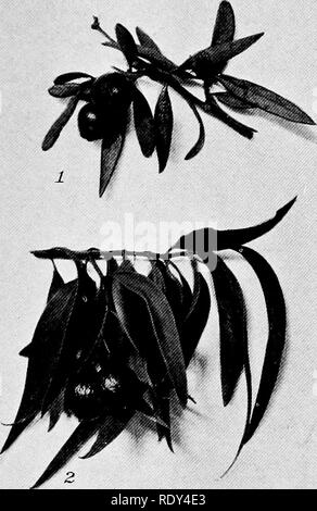 . Anlage Gewohnheiten und Lebensräume in den trockenen Teile von South Australia. Ökologie der Pflanzen; Botanik; Wüste Pflanzen. CANNON Platte 17. Bitte beachten Sie, dass diese Bilder sind von der gescannten Seite Bilder, die digital für die Lesbarkeit verbessert haben mögen - Färbung und Aussehen dieser Abbildungen können nicht perfekt dem Original ähneln. extrahiert. Cannon, William Austin, 1870. Washington, der Carnegie Institution in Washington Stockfoto