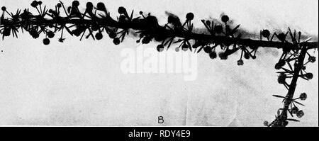 . Anlage Gewohnheiten und Lebensräume in den trockenen Teile von South Australia. Ökologie der Pflanzen; Botanik; Wüste Pflanzen. . Bitte beachten Sie, dass diese Bilder sind von der gescannten Seite Bilder, die digital für die Lesbarkeit verbessert haben mögen - Färbung und Aussehen dieser Abbildungen können nicht perfekt dem Original ähneln. extrahiert. Cannon, William Austin, 1870. Washington, der Carnegie Institution in Washington Stockfoto