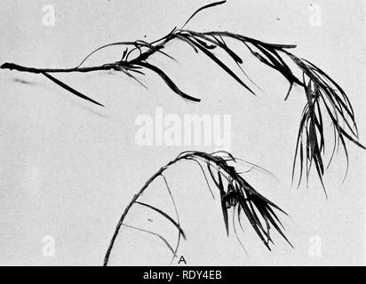 . Anlage Gewohnheiten und Lebensräume in den trockenen Teile von South Australia. Ökologie der Pflanzen; Botanik; Wüste Pflanzen. CANNON Platte 16. Bitte beachten Sie, dass diese Bilder sind von der gescannten Seite Bilder, die digital für die Lesbarkeit verbessert haben mögen - Färbung und Aussehen dieser Abbildungen können nicht perfekt dem Original ähneln. extrahiert. Cannon, William Austin, 1870. Washington, der Carnegie Institution in Washington Stockfoto