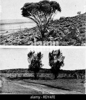 . Anlage Gewohnheiten und Lebensräume in den trockenen Teile von South Australia. Ökologie der Pflanzen; Botanik; Wüste Pflanzen. CANNON Platte 11. Bitte beachten Sie, dass diese Bilder sind von der gescannten Seite Bilder, die digital für die Lesbarkeit verbessert haben mögen - Färbung und Aussehen dieser Abbildungen können nicht perfekt dem Original ähneln. extrahiert. Cannon, William Austin, 1870. Washington, der Carnegie Institution in Washington Stockfoto