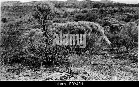 . Anlage Gewohnheiten und Lebensräume in den trockenen Teile von South Australia. Ökologie der Pflanzen; Botanik; Wüste Pflanzen. - Ite^^^^^^^^^^^^^^ fl^^^^^^^''^ IBI 5 PI|pU mKtM s1 1H^^^^^^^^^^ B H Hi1^^^ ffHHH UL 4g-i1^5'j^HMS^^^ • Bj ^*^^^ Â" â 1 ftt ^--;''^!^^; v^i. l^^^ H. A. Cassia stwrtii, eine mono-spezifischen gemeinschaftlichen auf Mount Serie Road, Copley bilden. B. Mono-spezifischen Gemeinschaft von Eremophila freelingii in den niedrigen Hügeln entlang Mount Serie Road, Copley. C Mono-spezifischen Gemeinschaft von Pholidia scoparia in niedrigen Hügeln auf dem Berg Reihe Straße, Copley.. Bitte beachten Sie, dass diese Bilder aus gescannten Seite imag extrahiert werden Stockfoto