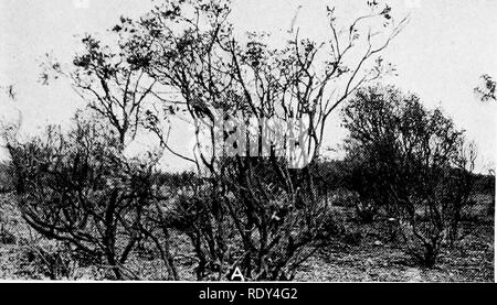 . Anlage Gewohnheiten und Lebensräume in den trockenen Teile von South Australia. Ökologie der Pflanzen; Botanik; Wüste Pflanzen. CANNON. - Ite^^^^^^^^^^^^^^ fl^^^^^^^''^ IBI 5 PI|pU mKtM s1 1H^^^^^^^^^^ B H Hi1^^^ ffHHH UL 4g-i1^5'j^HMS^^^ • Bj ^*^^^ Â" â 1 ftt ^--;''^!^^; v^i. l^^^ H. Bitte beachten Sie, dass diese Bilder sind von der gescannten Seite Bilder, die digital für die Lesbarkeit verbessert haben mögen - Färbung und Aussehen dieser Abbildungen können nicht perfekt dem Original ähneln. extrahiert. Cannon, William Austin, 1870. Washington, der Carnegie Institution in Washington Stockfoto
