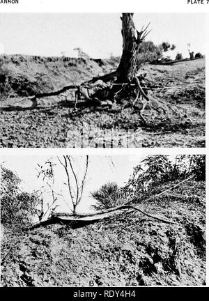 . Anlage Gewohnheiten und Lebensräume in den trockenen Teile von South Australia. Ökologie der Pflanzen; Botanik; Wüste Pflanzen. CANNON. ^^M5";::^^. Bitte beachten Sie, dass diese Bilder sind von der gescannten Seite Bilder, die digital für die Lesbarkeit verbessert haben mögen - Färbung und Aussehen dieser Abbildungen können nicht perfekt dem Original ähneln. extrahiert. Cannon, William Austin, 1870. Washington, der Carnegie Institution in Washington Stockfoto