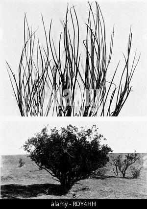 . Anlage Gewohnheiten und Lebensräume in den trockenen Teile von South Australia. Ökologie der Pflanzen; Botanik; Wüste Pflanzen. Platte 5. Bitte beachten Sie, dass diese Bilder sind von der gescannten Seite Bilder, die digital für die Lesbarkeit verbessert haben mögen - Färbung und Aussehen dieser Abbildungen können nicht perfekt dem Original ähneln. extrahiert. Cannon, William Austin, 1870. Washington, der Carnegie Institution in Washington Stockfoto