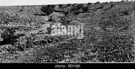 . Anlage Gewohnheiten und Lebensräume in den trockenen Teile von South Australia. Ökologie der Pflanzen; Botanik; Wüste Pflanzen. CANNON PLATTE 2. Bitte beachten Sie, dass diese Bilder sind von der gescannten Seite Bilder, die digital für die Lesbarkeit verbessert haben mögen - Färbung und Aussehen dieser Abbildungen können nicht perfekt dem Original ähneln. extrahiert. Cannon, William Austin, 1870. Washington, der Carnegie Institution in Washington Stockfoto