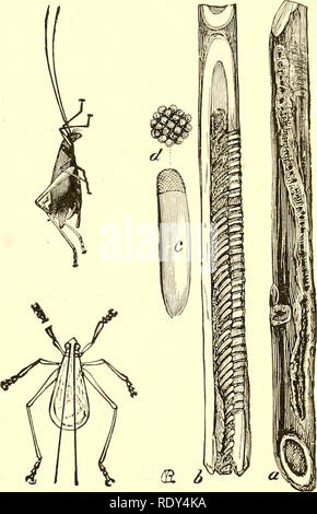 . Ökonomische Entomologie für den Landwirt und Winzer [microform]: und für die Verwendung als Text-Buch in der landwirtschaftlichen Schulen und Hochschulen. Nützliche Insekten. Feld - Kricket, Gryllus Arten. Der Baum - Kricket, (ZTtfl^i/Aajw/i^W^j, Weibchen von der Seite, Mann von oben.-a, Black Zuckerrohr zeigen ei Punktionen; b, das Gleiche, Split, die Anordnung der Eier zu zeigen; c, Ei, sehr stark vergrößert; d, dessen Spitze, noch mehr vergrößert. immer eine einfache Aufgabe, die Proben zu erfassen. Es gibt weniger Probleme im Herbst, wenn das Weibchen ist ovipositing in warmen, sandige Plätze, und das Männchen schaut Ihr, ein Stockfoto