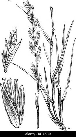 . Abbildungen der britischen Flora: Eine Reihe von holzstichen, mit Sezieren, britischer Pflanzen. Botanik; Botanik. 1205. Agropyrum repens. 1207. Loliuin perenne.. Bitte beachten Sie, dass diese Bilder sind von der gescannten Seite Bilder, die digital für die Lesbarkeit verbessert haben mögen - Färbung und Aussehen dieser Abbildungen können nicht perfekt dem Original ähneln. extrahiert. Fitch, W. H. (Walter Haube), 1817-1892; Smith, Worthington George, 1835-1917; Bentham, George, 1800-1884. Handbuch der britischen Flora. London, L. Reeve &Amp; Co. Stockfoto