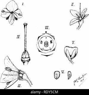 . Botanik der lebenden Pflanze. Botanik. Anhang A 531 Blätter. Jede Blume hat einen schlanken Stiel, und besteht aus den folgenden Teilen: Kelch, kelchblätter 4, leicht gamosepalous, Inf. Obwohl die Zahl erscheint auf vier, Vergleich mit anderen Arten von Veronica, und mit anderen verwandten Pflanzen wie der Fingerhut, zeigt, dass ein Fünftel Kelchblatt, die mittleren und hinteren, hier wollen. Corolla, Blütenblätter offenbar vier, gamopetalous, Inferior, abwechselnd mit der kelchblätter und bilden ein Rad-Form (Drehen) Krone, die ohne weiteres entfernt in einem Stück fällt. Vergleich mit verwandten Pflanzen sho Stockfoto