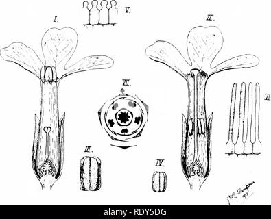 . Botanik der lebenden Pflanze. Botanik. Anhang A 527 yeai -. Die Blüten stehen einzeln in den Blattachseln Hüllblätter, die auf die Blätter Blätter erfolgreich getragen. Es gibt zwei Arten von Blume, die auf unterschiedlichen Pflanzen getragen werden: "pin-eyed", mit dem Stigma belegt das Zentrum der Blüte, und "THRUM-eyed", wo seinen Platz durch fünf antheren berücksichtigt wird. Es Wand zu sehen ist jedoch, dass in der Anzahl und Anordnung der Teile sind beide gleichermaßen: Der Unterschied ist ein Teil der Entwicklung der Teile (Abb. 434). Für Bequemlichkeit ein "pin-eyed" Blume erste getroffen werden können ; es Konsi Stockfoto
