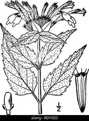 . Die Familien der Blütenpflanzen. Pflanzen; Phanerogamen. 232 Familien von FLOWEEING PFLANZEN. Abb. 201. Die Wilde Bergamotte {Monarda fistulosa). Nach Britton und Braun, 111. Fl. Northeast US Pflanze, gehört mit den Münzprägeanstalten, wie auch die kleinen Masse Efeu {GI&amp; - Koma). Der Pazifischen Küste hat eine Reihe von Zierpflanzen in Bamona, Stachys und Monardella. Die größte blühenden unserer östlichen Münzstätten in Pkysostegia, den falschen Drachen - Kopf gefunden. Die allgemeine Art der labiate Blume ist in Abb. 1 gezeigt. 202. Familie Nolanaceae. Nolana Familie. Besteht aus etwa 40 Arten, die sich in den einzelnen Gen Stockfoto