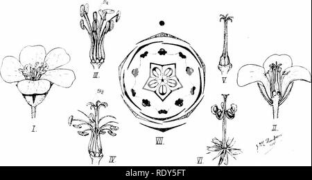 . Botanik der lebenden Pflanze. Botanik. 514 BOTANIK DER LEBENDEN PFLANZE Zwei antero-posterior Staubblätter (durch Kernspaltung, die sich in die vier langen staubgefäßen). Zwei seitliche Fruchtblätter. Vergleich mit den Mohnblumen und der Caper Familie zeigt dies der wahrscheinlich der Auslegung der Kreuzblütler Blume, und dass es somit Referenzierbare zu einem dimerous Herkunft, mit regelmäßig wechselnden Umgänge. Bestellung: GERANIALES. Familie: Geeaniceae. Beispiel: Die Geranie. (21) Das Feld Geranium (Geranium pratense, L.) ist ein stark wachsendes Kraut mit entgegengesetzten, palmate, und blätter vorschreiben. Die blütenstände sind lax cymose Stockfoto