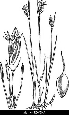 . Abbildungen der britischen Flora: Eine Reihe von holzstichen, mit Sezieren, britischer Pflanzen. Botanik; Botanik. 265. Bitte beachten Sie, dass diese Bilder sind von der gescannten Seite Bilder, die digital für die Lesbarkeit verbessert haben mögen - Färbung und Aussehen dieser Abbildungen können nicht perfekt dem Original ähneln. extrahiert. Fitch, W. H. (Walter Haube), 1817-1892; Smith, Worthington George, 1835-1917; Bentham, George, 1800-1884. Handbuch der britischen Flora. London, L. Reeve &Amp; Co. Stockfoto