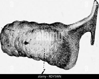 . Die Anatomie der Haustiere. Veterinär Anatomie. FiQ. 690.- Stück des oberen Augenlids; innere Oberfläche. 1, Cilia, S, Limbus palp, posterior; 3, tarsal Drüsen. (Nach EUenberger, Leisering von Atlas.) Abb. 691.- Knorpel von dritten Augenlid von Pferd; Konvexe Oberfläche. 1, Gland; S, Fat umgebenden tiefen Teil des Knorpels. (Nach EUenberger, Leisering von Atlas.) Die bulbar Bindehaut ist lose in den vorderen Teil der Lederhaut befestigt und wird in der Nähe des corneo Pigmentiert - Skleraler Kreuzung. Auf der Hornhaut ist vertreten durch eine geschichtete Epithel. Wenn die Deckel sind in apposition, Stockfoto