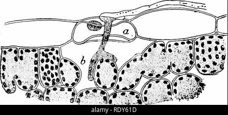 . Botanik der lebenden Pflanze. Botanik. EU-MYCETES.- (Fe) Basidiomyceten 445 die Uredo - Sporen und teleuto - spnres sind auf den Blättern der Arten von Carex, und der aecidium-Bühne auf der Brennnessel, wodurch verrenkten Schwellungen auf die Stengel und Blätter. Damit der Rost von Weizen ist ein Beispiel für eine Geschichte, die nicht selten ist. Abb. 379. Längsschnitt durch ein Blatt von Weizen, mit einem Keim-tube eines C/retio - spore durch ein stoma {a) in den interzellularen Raum {b). Sehr stark vergrößert. (Nach Marshall Ward.) Die Abschnitte durch ein krankes Blatt von Weizen im Sommer zeigen die verzweigten und Sept. Stockfoto